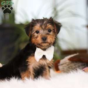 Brianna, Yorkie Puppy